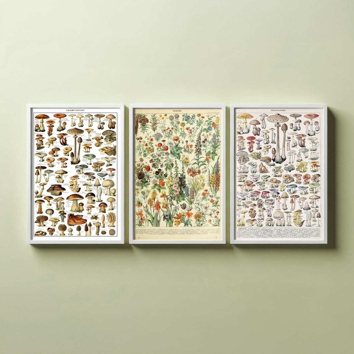 Adolphe Millot Mushrooms and Flowers Set of Three Art Prints - Champignons, Fleurs - Vintage Fungi Poster Illustration