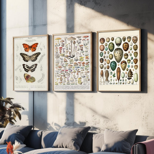 Vintage Natural History Set of Three Art Prints - Butterflies, Millot Mushrooms, Bird Eggs - Antique Plate Poster Illustration