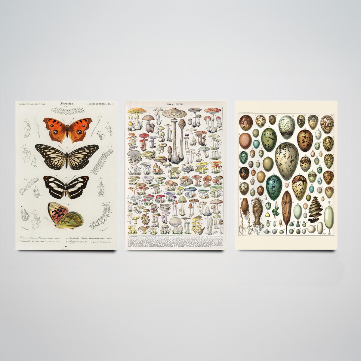 Vintage Natural History Set of Three Art Prints - Butterflies, Millot Mushrooms, Bird Eggs - Antique Plate Poster Illustration