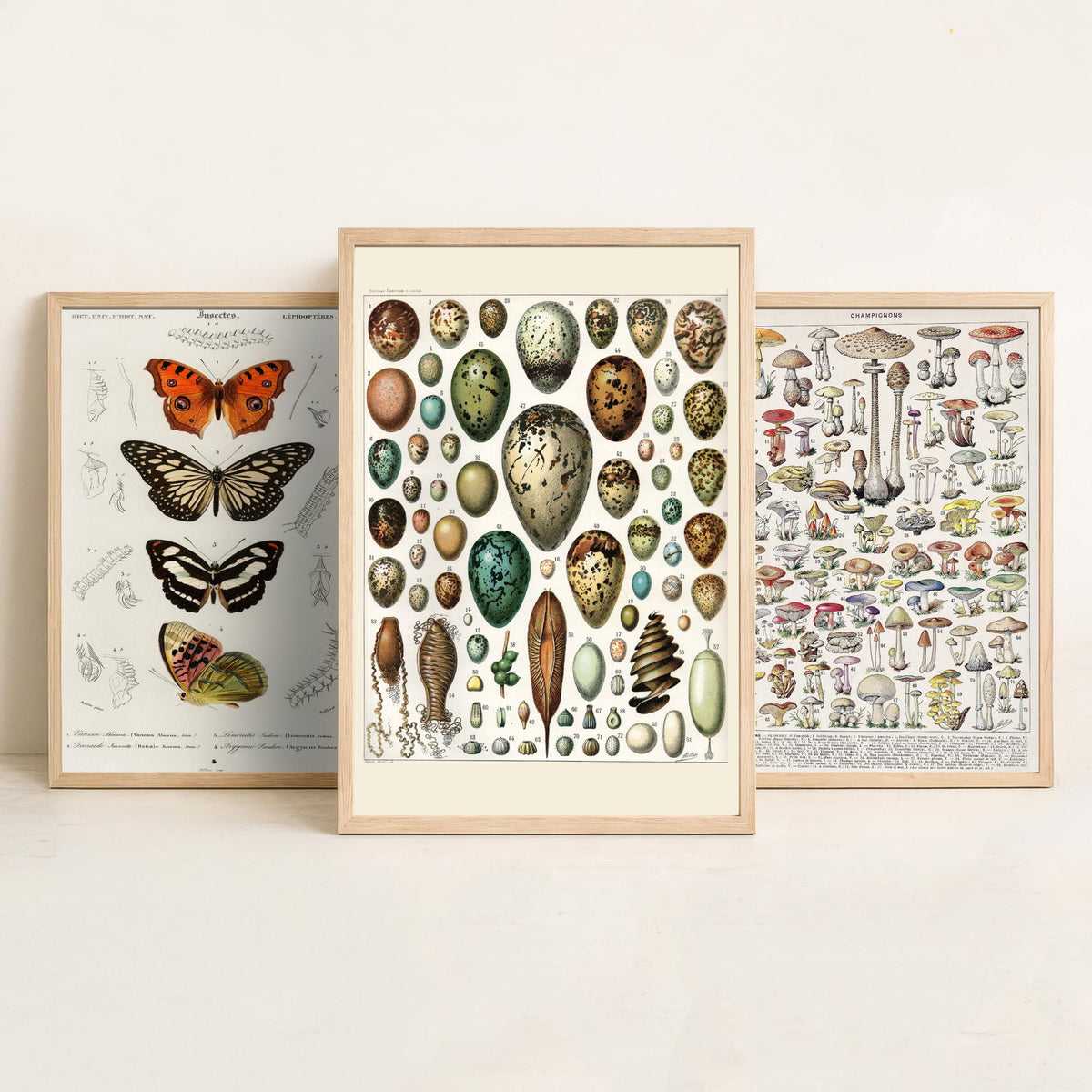 Vintage Natural History Set of Three Art Prints - Butterflies, Millot Mushrooms, Bird Eggs - Antique Plate Poster Illustration