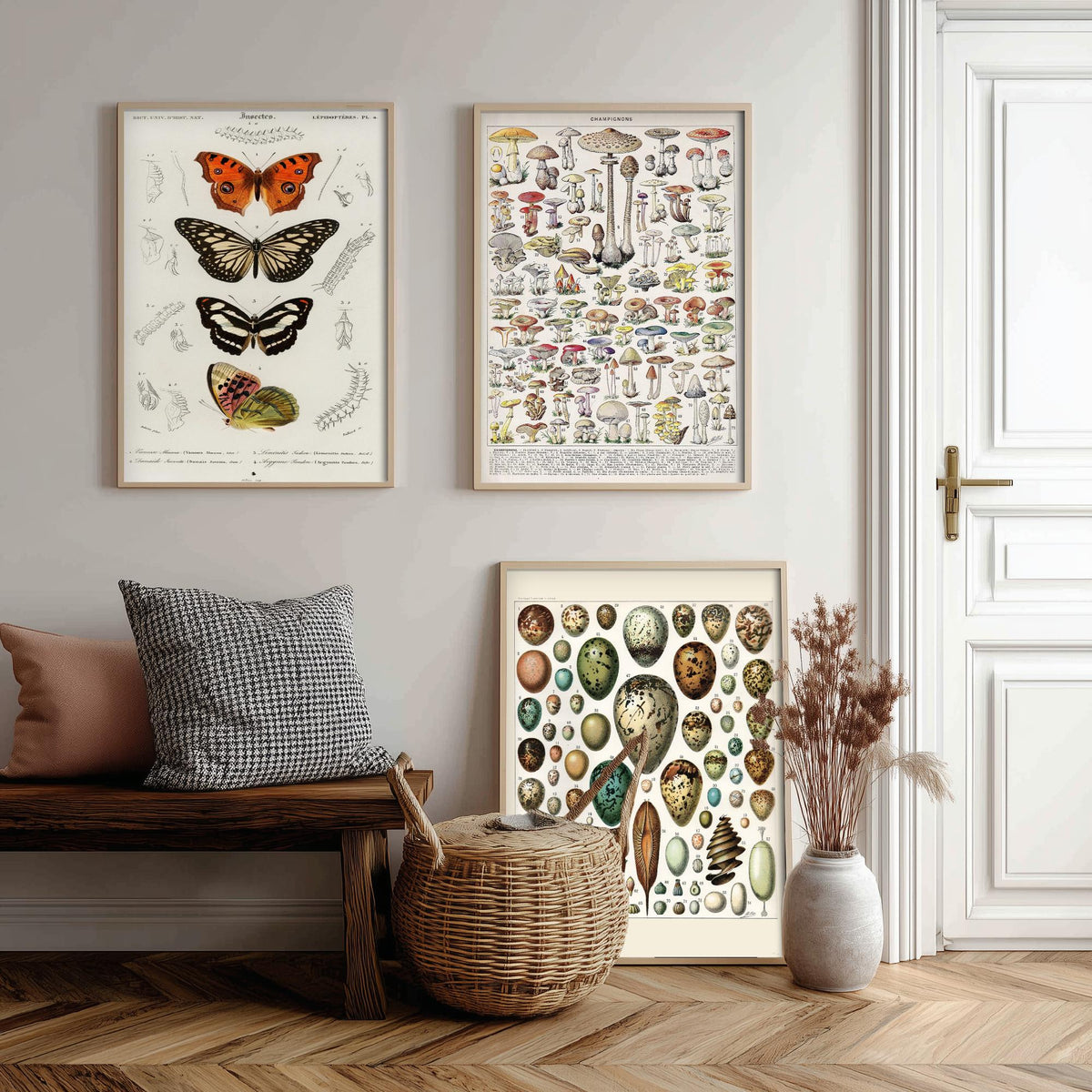Vintage Natural History Set of Three Art Prints - Butterflies, Millot Mushrooms, Bird Eggs - Antique Plate Poster Illustration