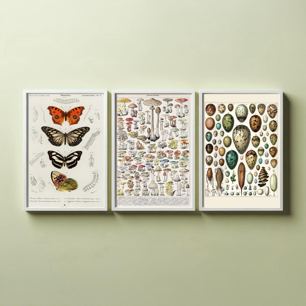Vintage Natural History Set of Three Art Prints - Butterflies, Millot Mushrooms, Bird Eggs - Antique Plate Poster Illustration