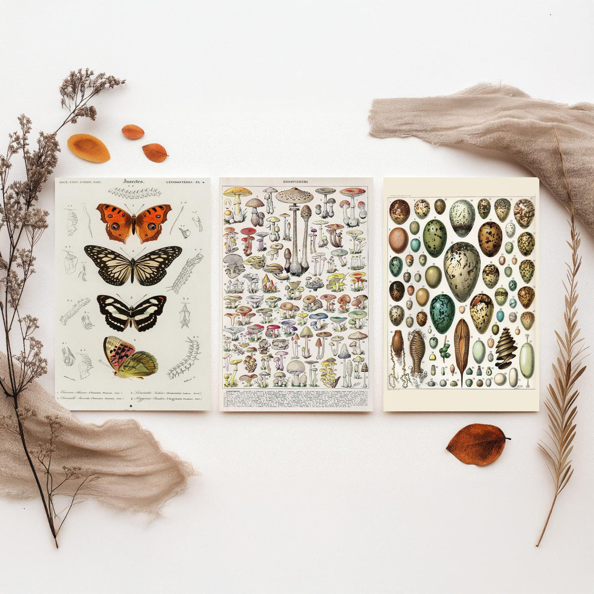 Vintage Natural History Set of Three Art Prints - Butterflies, Millot Mushrooms, Bird Eggs - Antique Plate Poster Illustration