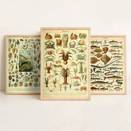 Adolphe Millot Sea Creatures Set of Three Art Prints - Mollusques, Poissons, Crustaces - Vintage Ocean Poster Illustration