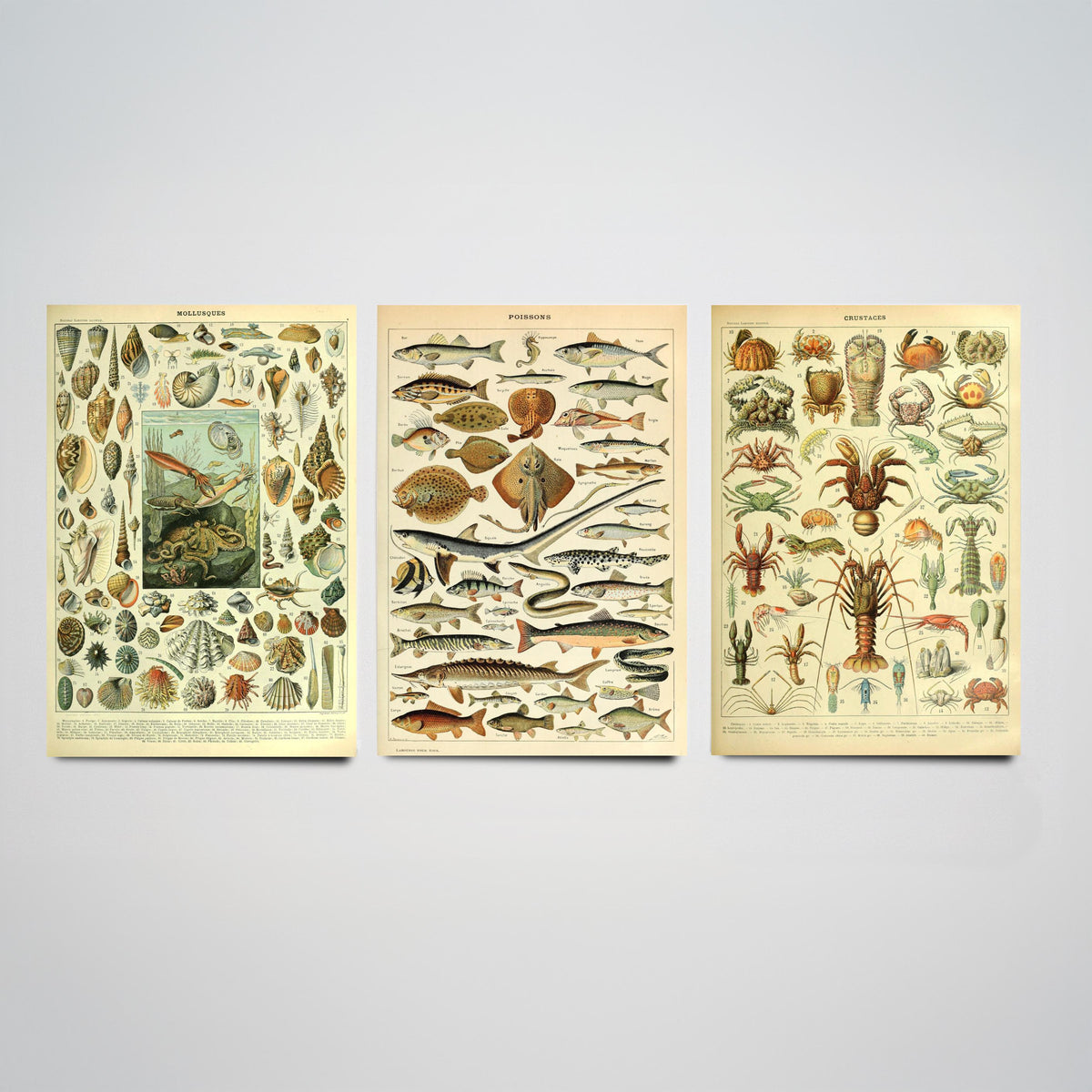 Adolphe Millot Sea Creatures Set of Three Art Prints - Mollusques, Poissons, Crustaces - Vintage Ocean Poster Illustration