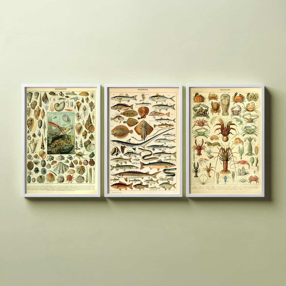 Adolphe Millot Sea Creatures Set of Three Art Prints - Mollusques, Poissons, Crustaces - Vintage Ocean Poster Illustration