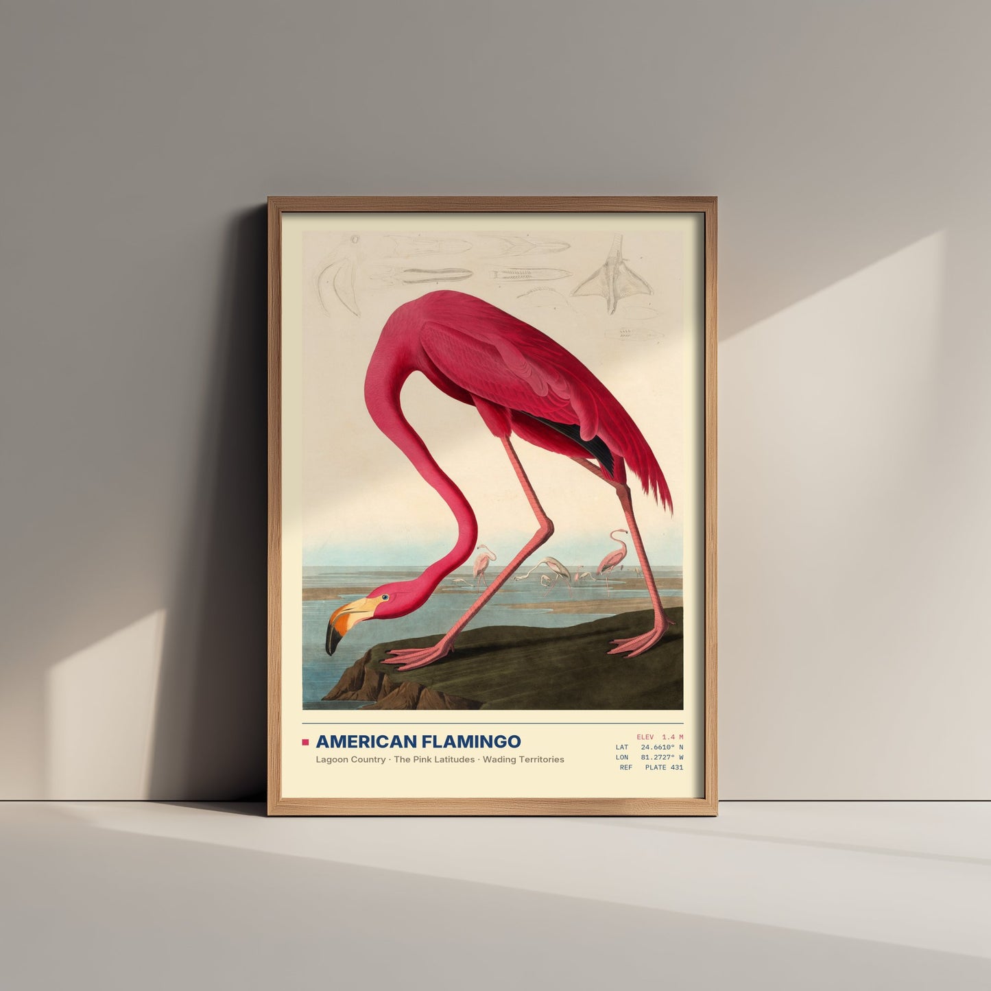 American Flamingo Art Print - Audubon Style Bird Illustration - Vintage Natural History Poster - Pink Wall Art
