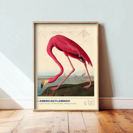 American Flamingo Art Print - Audubon Style Bird Illustration - Vintage Natural History Poster - Pink Wall Art