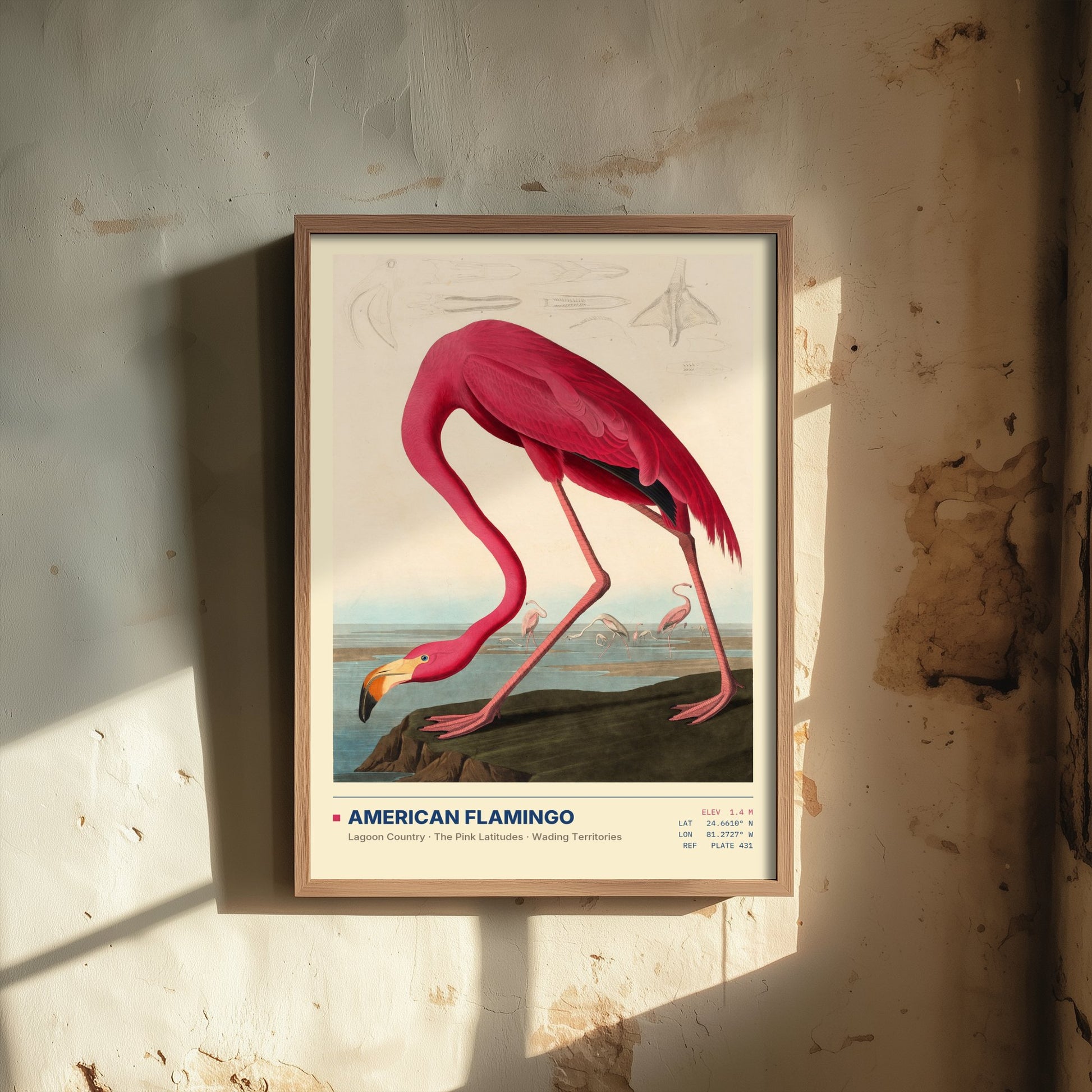 American Flamingo Art Print - Audubon Style Bird Illustration - Vintage Natural History Poster - Pink Wall Art