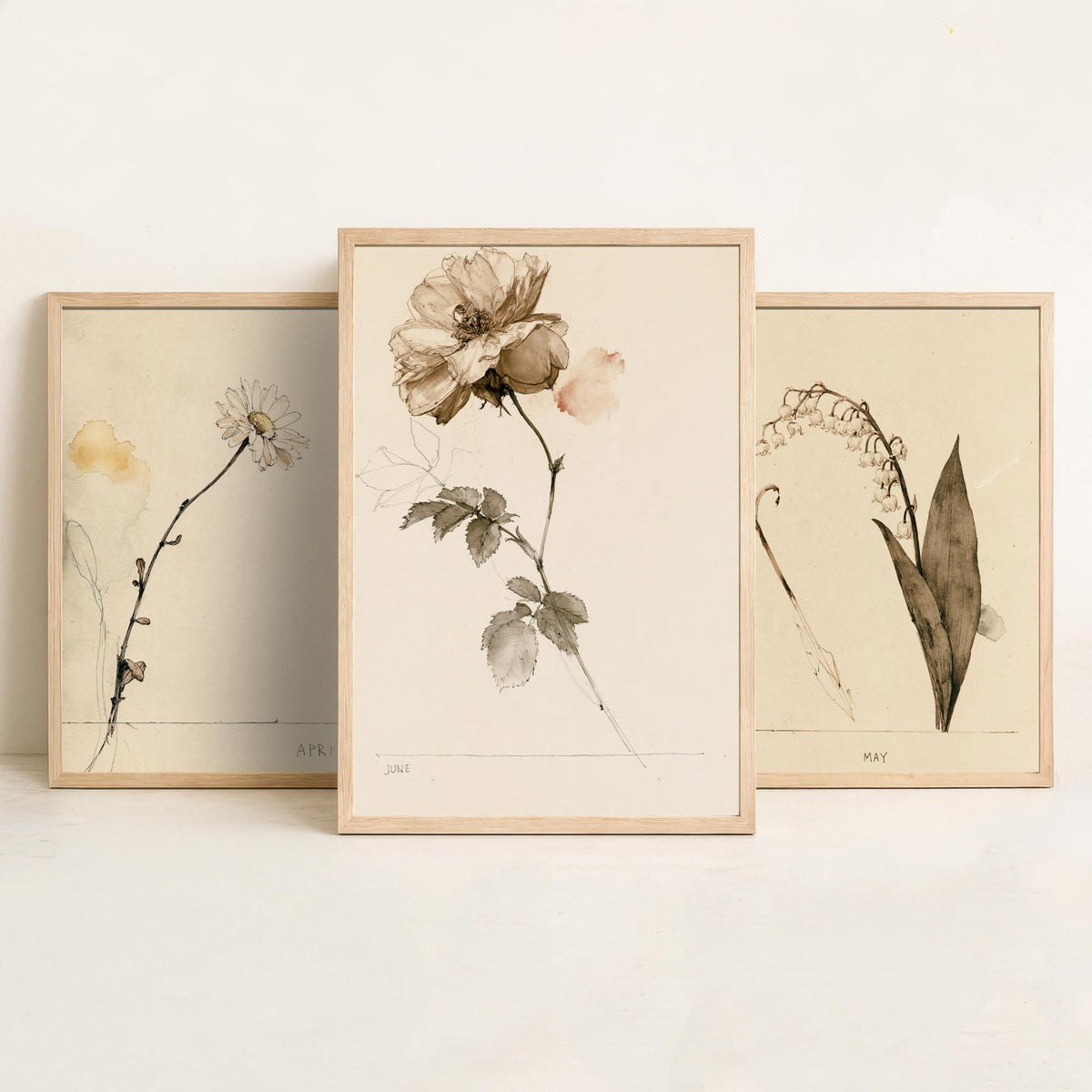 April to June Birth Flower Set of Three Art Prints - Daisy, Lily of the Valley, Rose - Antique Sepia Ink Botanical Illustration Posters