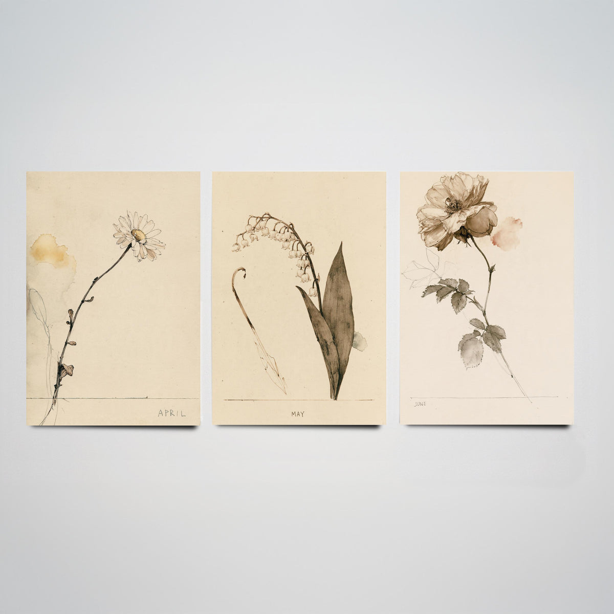 April to June Birth Flower Set of Three Art Prints - Daisy, Lily of the Valley, Rose - Antique Sepia Ink Botanical Illustration Posters