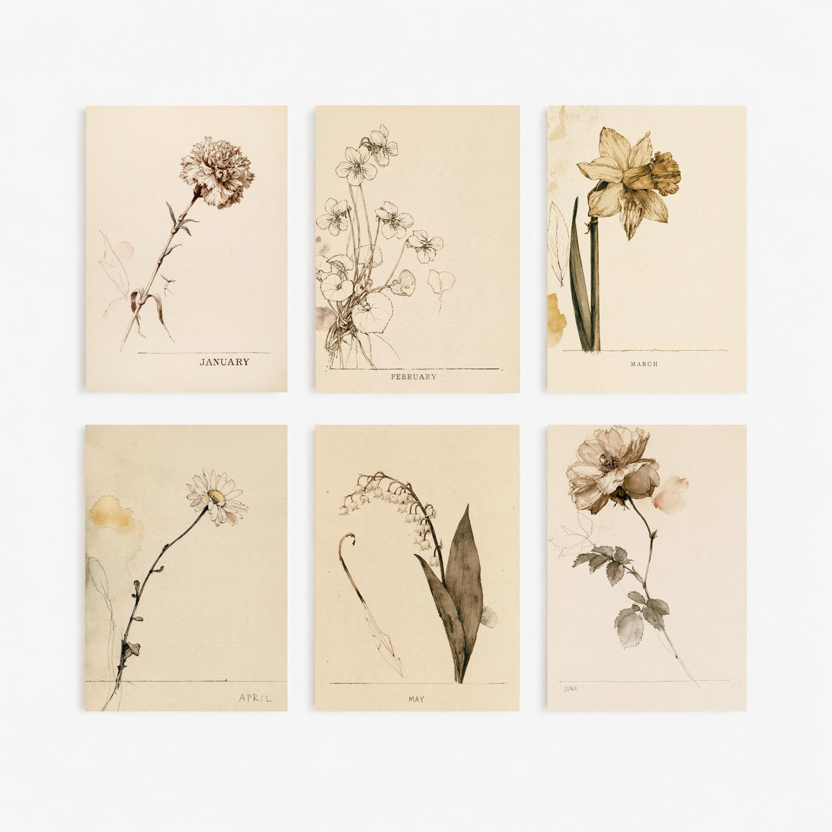 January to June Birth Flower Set of Six Art Prints - 6 Antique Sepia Ink Botanical Illustration Posters - Carnation to Rose