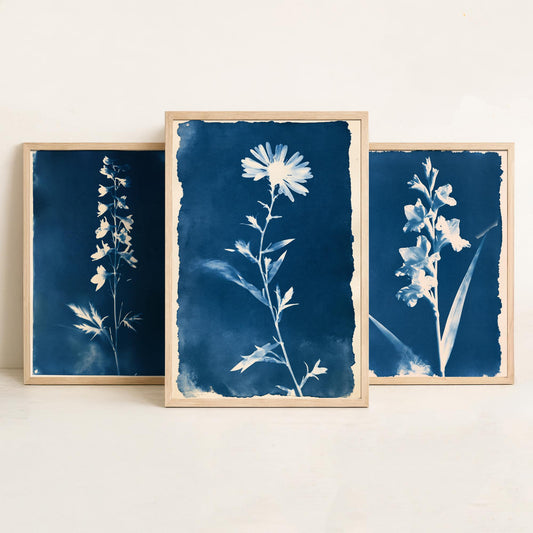 July to September Birth Flower Set of Three Art Prints - Larkspur, Gladiolus, Aster - Blue Cyanotype Botanical Illustration Posters