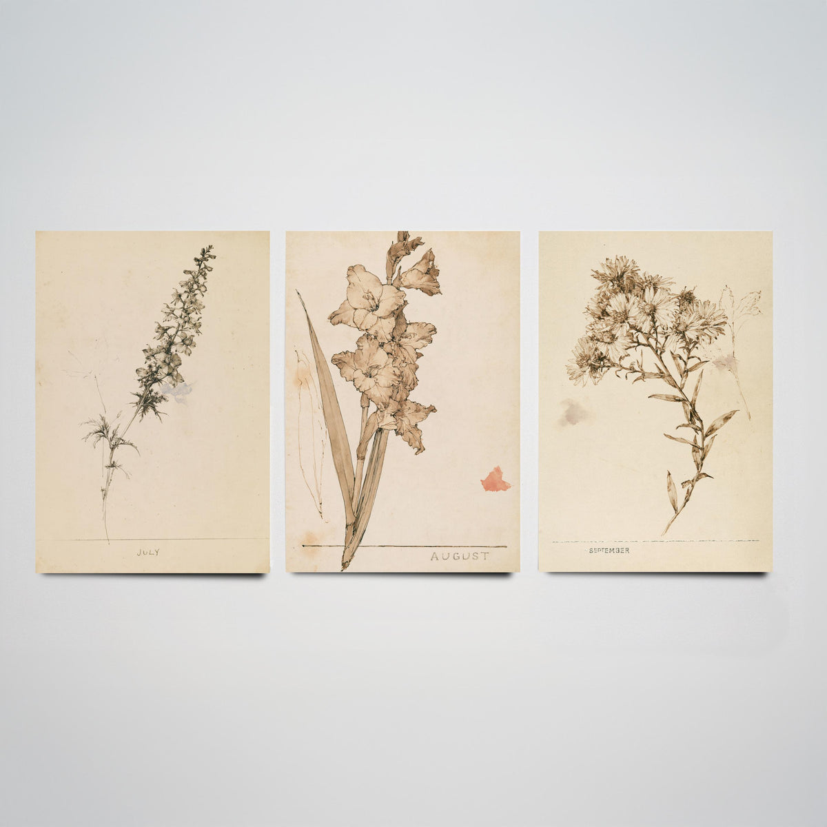 July to September Birth Flower Set of Three Art Prints - Larkspur, Gladiolus, Aster - Antique Sepia Ink Botanical Illustration Posters