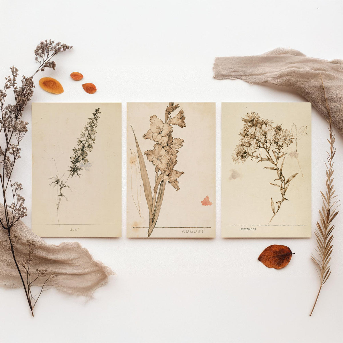 July to September Birth Flower Set of Three Art Prints - Larkspur, Gladiolus, Aster - Antique Sepia Ink Botanical Illustration Posters