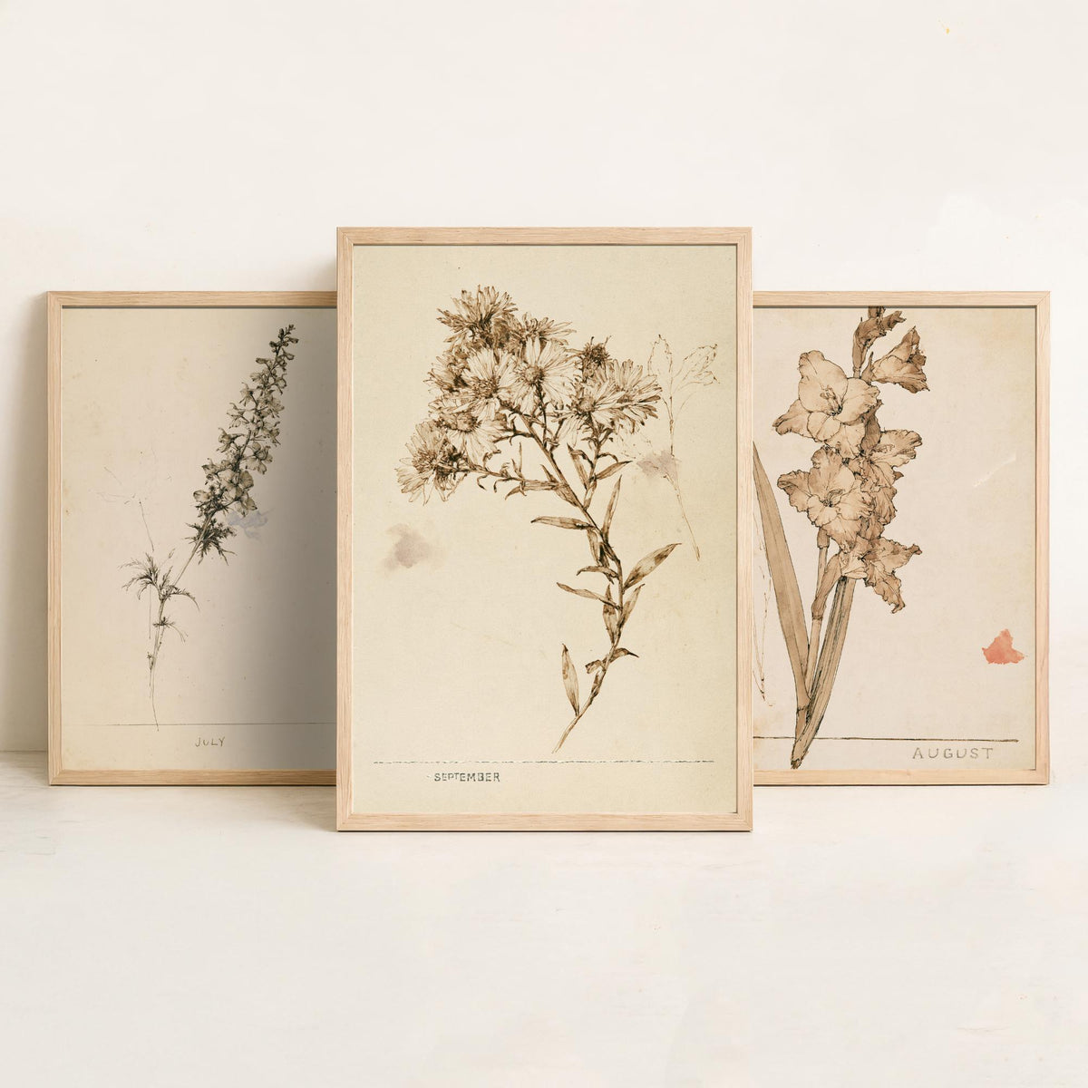 July to September Birth Flower Set of Three Art Prints - Larkspur, Gladiolus, Aster - Antique Sepia Ink Botanical Illustration Posters