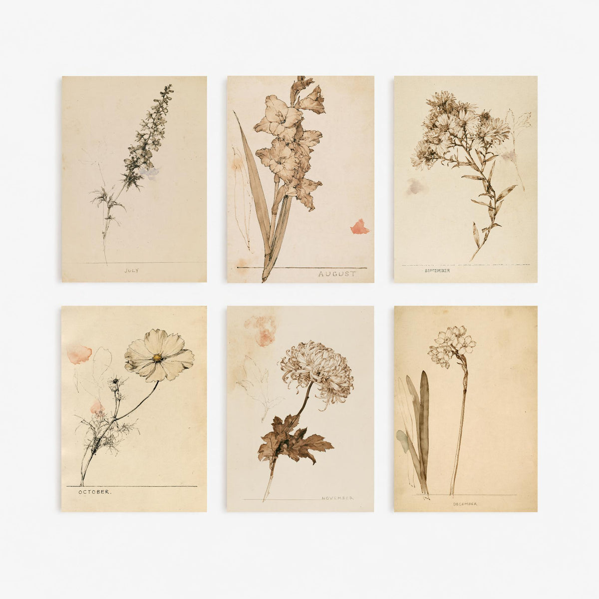 July to December Birth Flower Set of Six Art Prints - 6 Antique Sepia Ink Botanical Illustration Posters - Larkspur to Narcissus