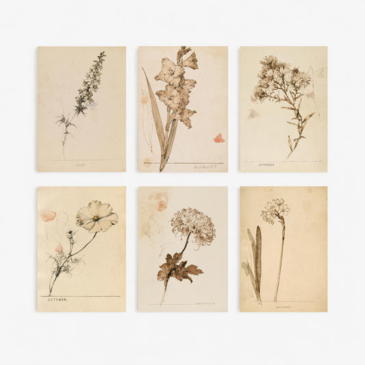 July to December Birth Flower Set of Six Art Prints - 6 Antique Sepia Ink Botanical Illustration Posters - Larkspur to Narcissus