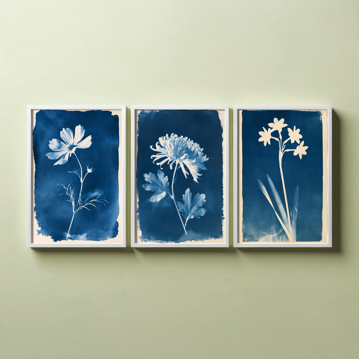 October to December Birth Flower Set of Three Art Prints - Cosmos, Chrysanthemum, Narcissus - Blue Cyanotype Botanical Illustration Posters