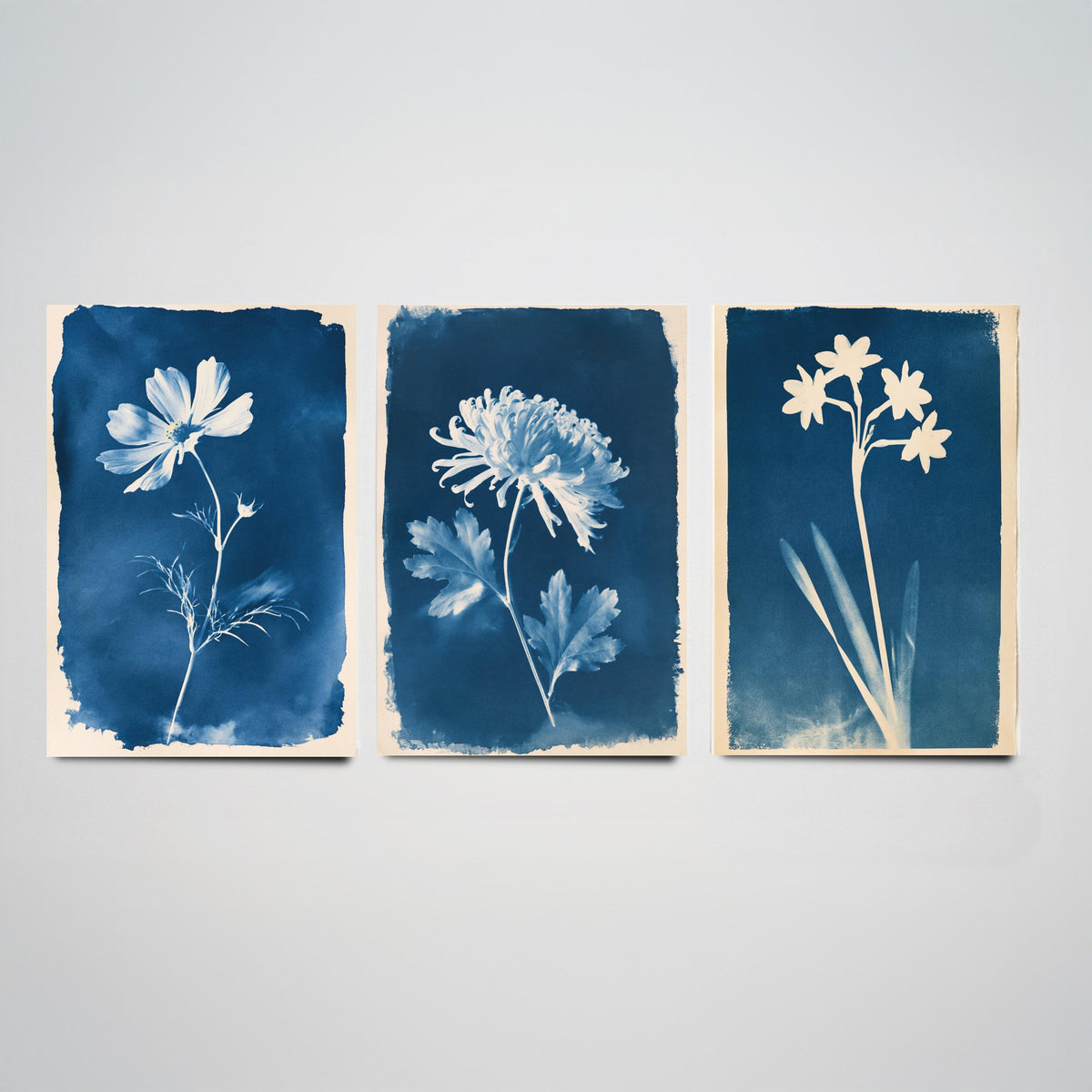 October to December Birth Flower Set of Three Art Prints - Cosmos, Chrysanthemum, Narcissus - Blue Cyanotype Botanical Illustration Posters