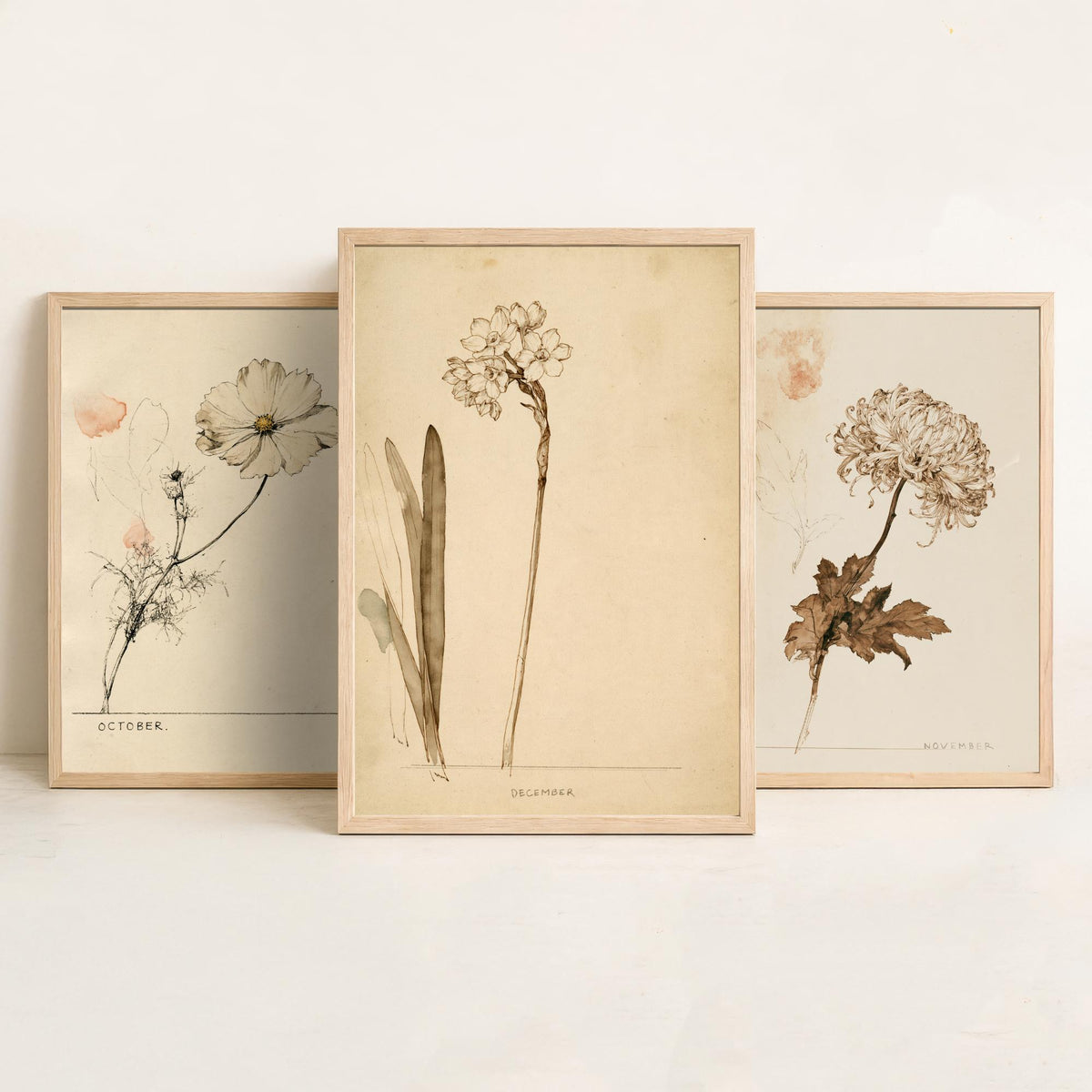 October to December Birth Flower Set of Three Art Prints - Cosmos, Chrysanthemum, Narcissus - Antique Sepia Ink Illustration Posters