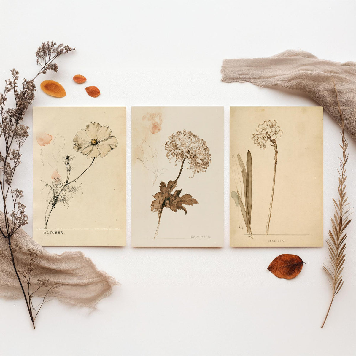 October to December Birth Flower Set of Three Art Prints - Cosmos, Chrysanthemum, Narcissus - Antique Sepia Ink Illustration Posters
