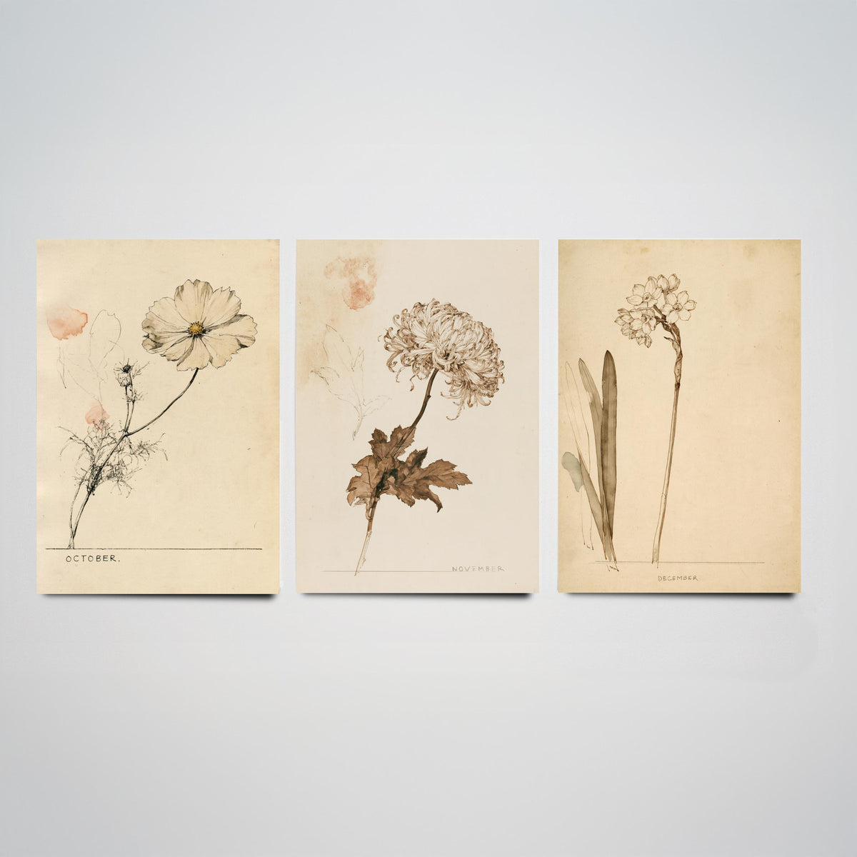 October to December Birth Flower Set of Three Art Prints - Cosmos, Chrysanthemum, Narcissus - Antique Sepia Ink Illustration Posters