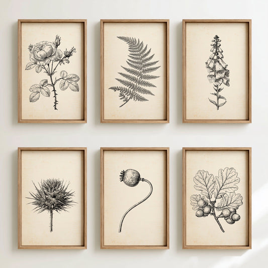Set of Six Vintage Botanical Drawings - 6 Pencil Sketch Art Prints - Rose, Fern, Foxglove, Thistle, Poppy Pod, Acorn Oak - Poster