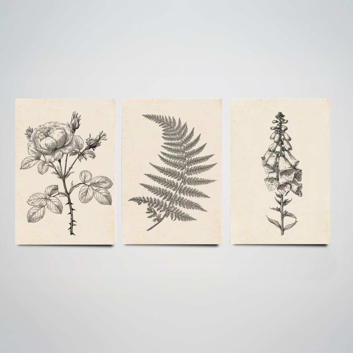 Rose, Fern and Foxglove Botanical Pencil Sketch Set of Three Art Prints - Vintage Black and White Drawing Poster - Cottage Flowers V1