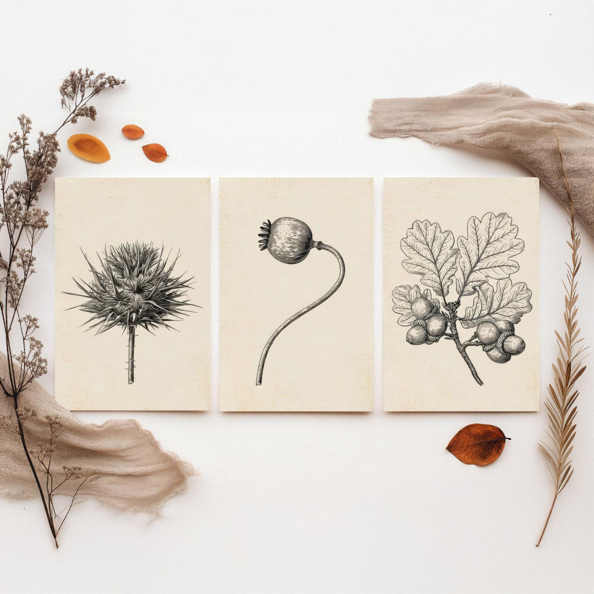 Thistle, Poppy Seed Head and Oak Acorn Sprig Poster - Botanical Pencil Sketch Set of Three Art Prints - Monochrome Nature Drawing V2