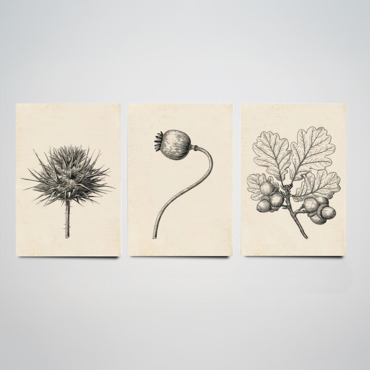 Thistle, Poppy Seed Head and Oak Acorn Sprig Poster - Botanical Pencil Sketch Set of Three Art Prints - Monochrome Nature Drawing V2