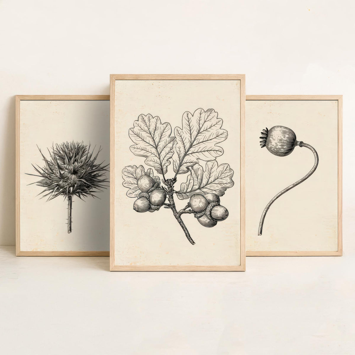 Thistle, Poppy Seed Head and Oak Acorn Sprig Poster - Botanical Pencil Sketch Set of Three Art Prints - Monochrome Nature Drawing V2