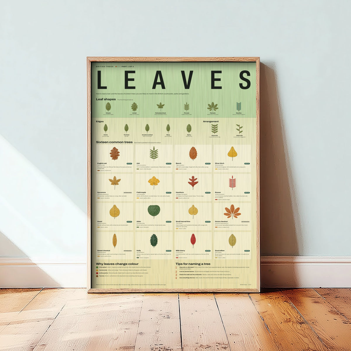 British Tree Leaves Art Print - Leaf Identification Guide Poster - Educational Illustration - Nature Lover Gift 1/3