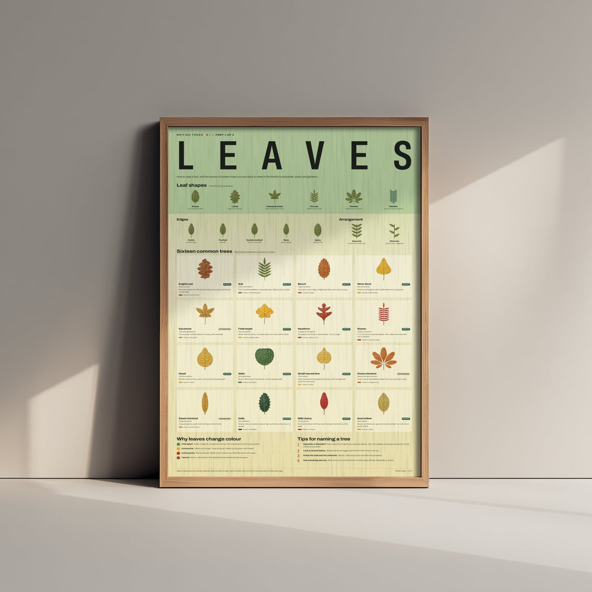 British Tree Leaves Art Print - Leaf Identification Guide Poster - Educational Illustration - Nature Lover Gift 1/3