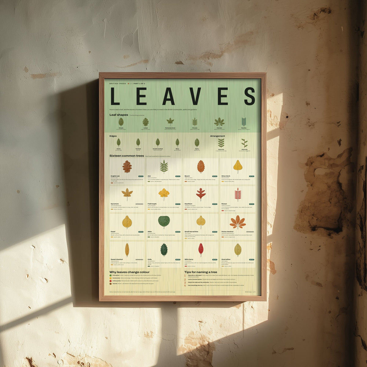 British Tree Leaves Art Print - Leaf Identification Guide Poster - Educational Illustration - Nature Lover Gift 1/3