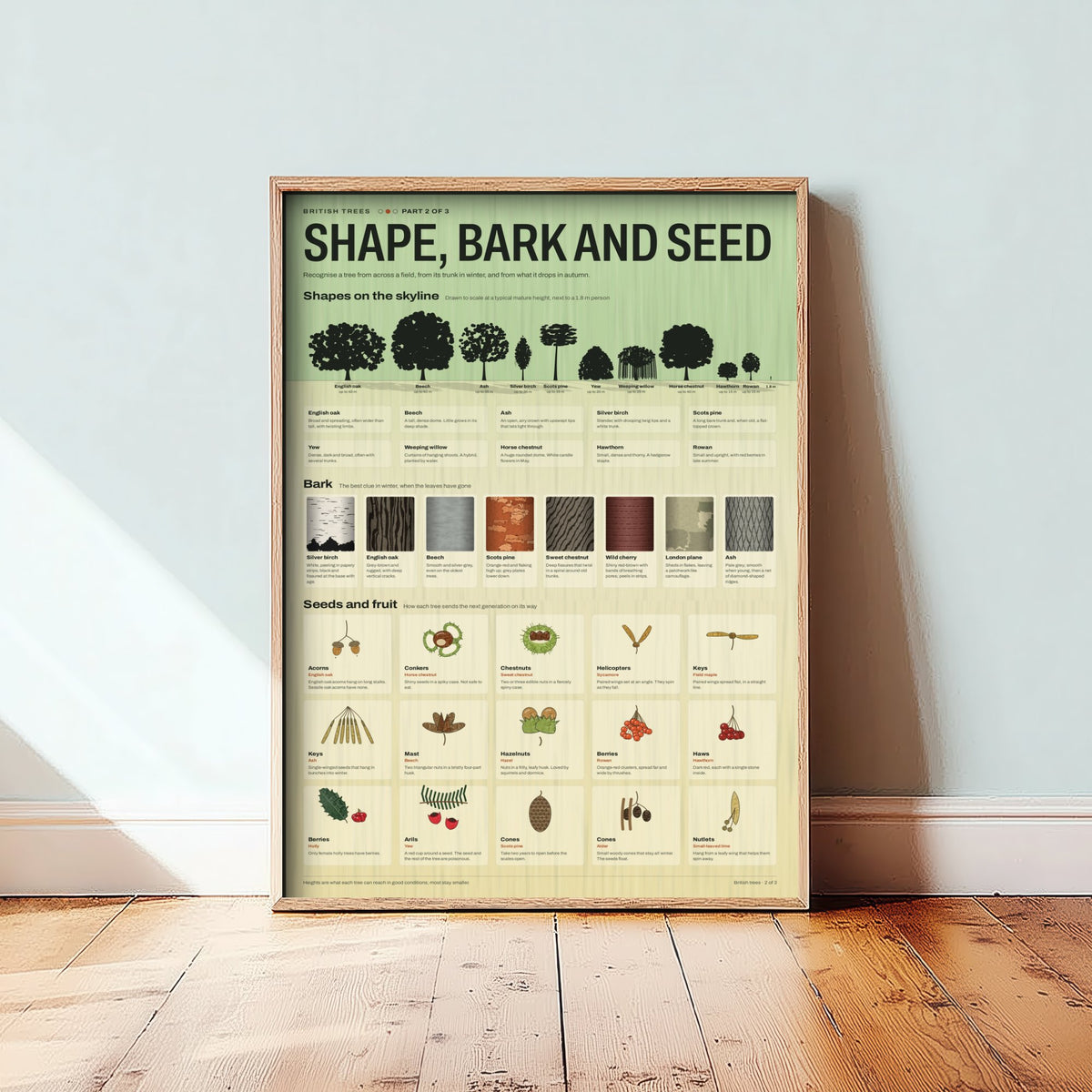 British Trees Art Print - Tree Shape, Bark and Seed Identification Poster - Educational Illustration - Nature Study Gift 2/3
