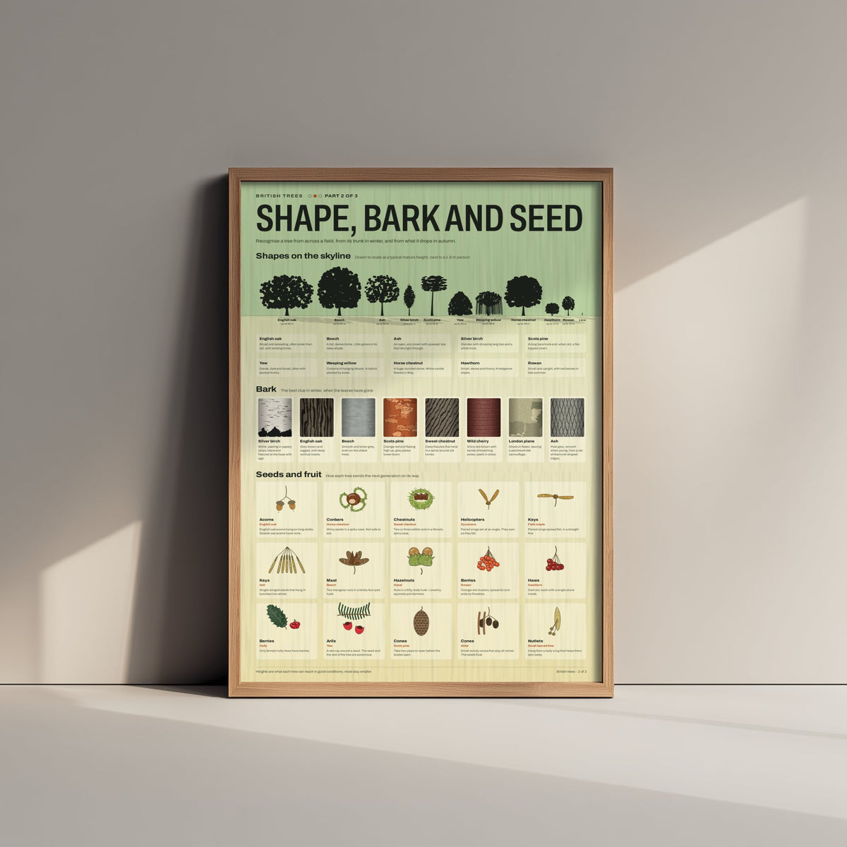British Trees Art Print - Tree Shape, Bark and Seed Identification Poster - Educational Illustration - Nature Study Gift 2/3