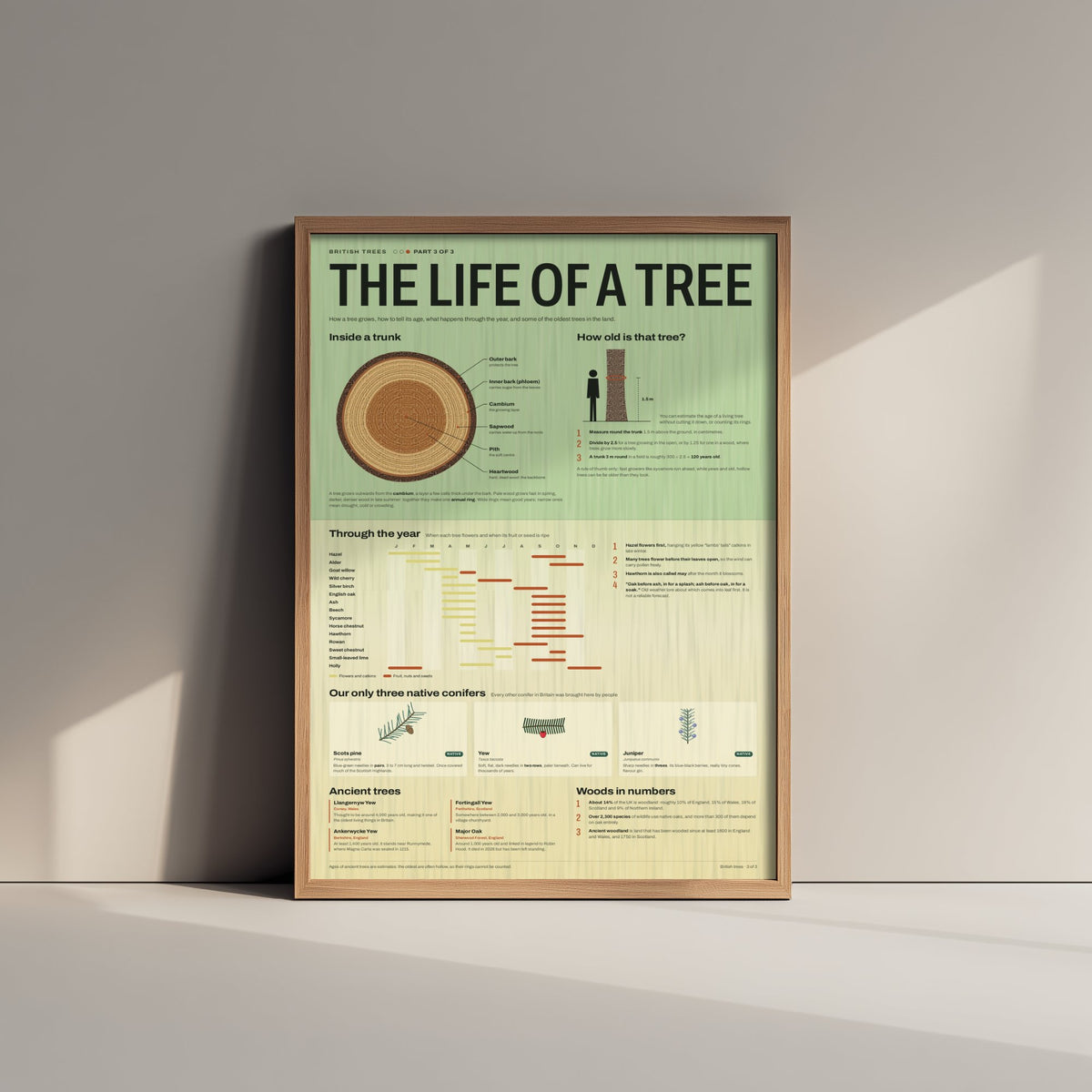 Life of a Tree Art Print - Tree Rings and Seasons Guide Poster - Educational Illustration - Woodland Lover Gift 3/3