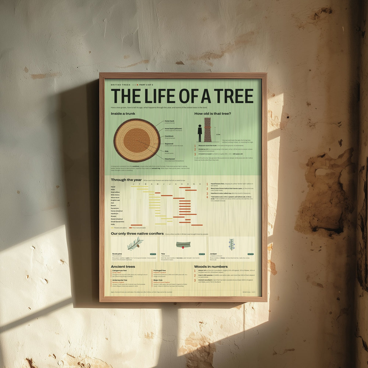 Life of a Tree Art Print - Tree Rings and Seasons Guide Poster - Educational Illustration - Woodland Lover Gift 3/3