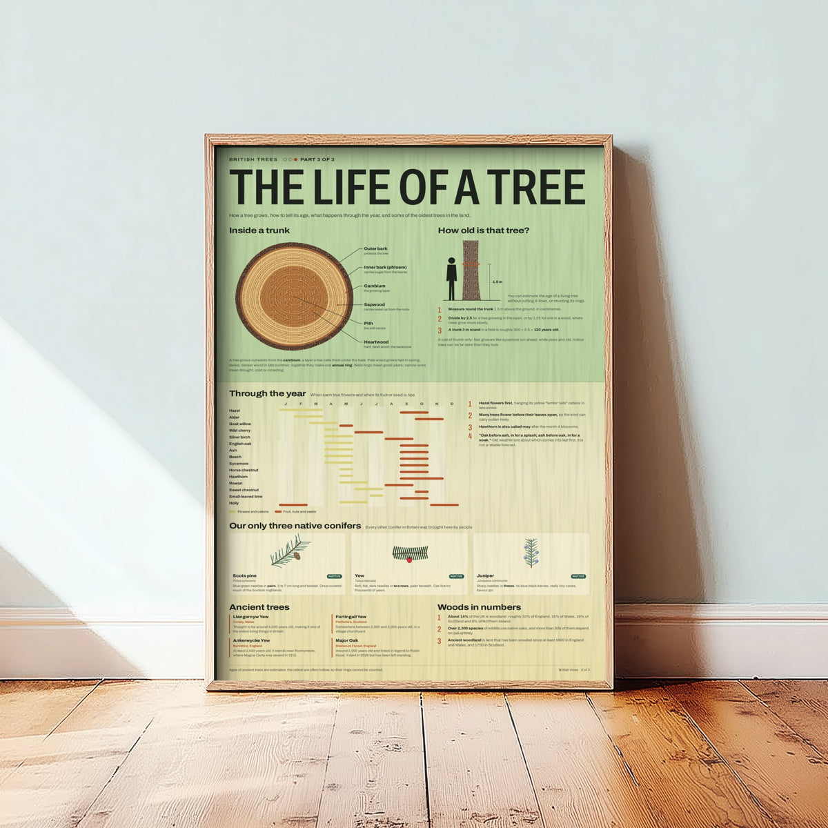 Life of a Tree Art Print - Tree Rings and Seasons Guide Poster - Educational Illustration - Woodland Lover Gift 3/3