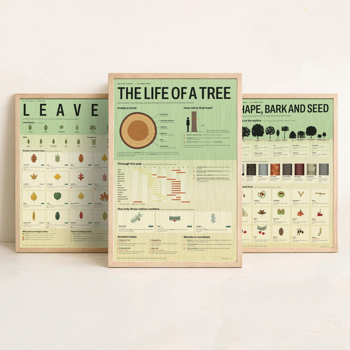 British Trees Set of Three Art Prints - Leaves, Shape Bark and Seed, The Life of a Tree - Nature Infographic Poster Illustration