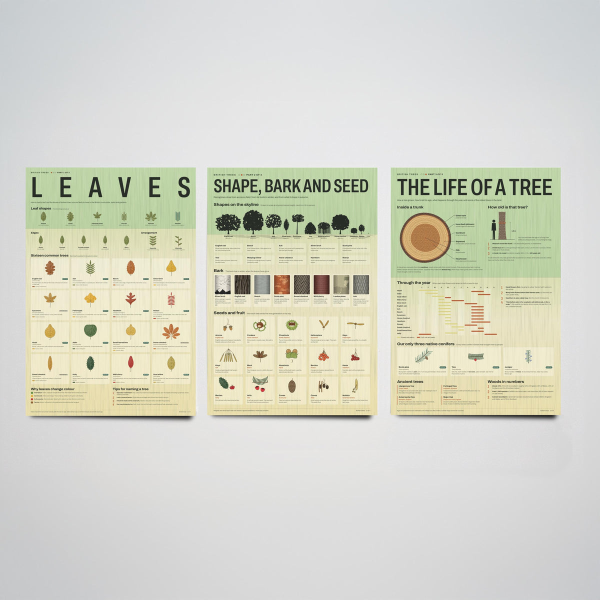 British Trees Set of Three Art Prints - Leaves, Shape Bark and Seed, The Life of a Tree - Nature Infographic Poster Illustration
