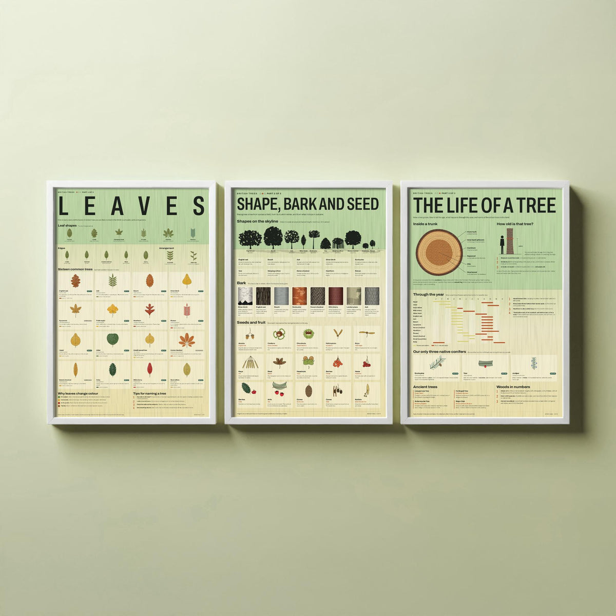 British Trees Set of Three Art Prints - Leaves, Shape Bark and Seed, The Life of a Tree - Nature Infographic Poster Illustration