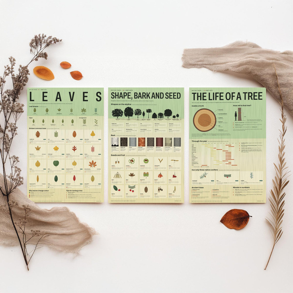 British Trees Set of Three Art Prints - Leaves, Shape Bark and Seed, The Life of a Tree - Nature Infographic Poster Illustration