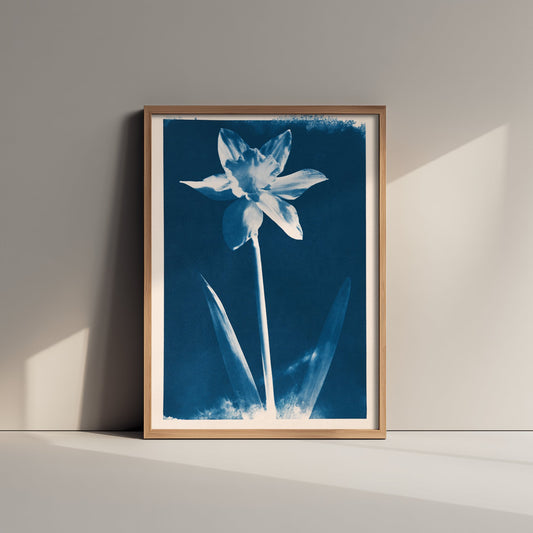 March Birth Flower Art Print - Daffodil Poster - Blue Cyanotype Botanical Illustration - Birth Month Gift 03/12