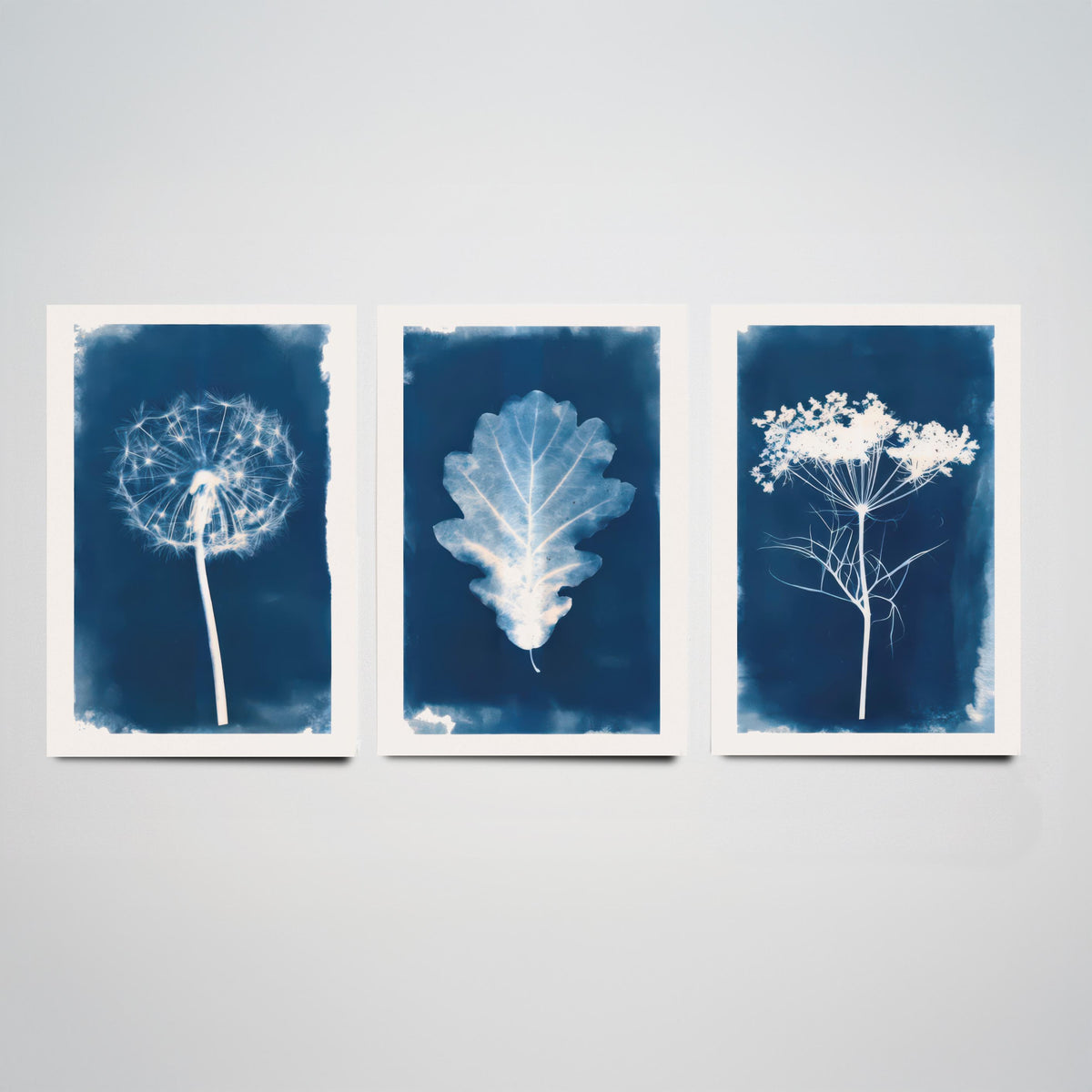 Cyanotype Botanical Set of Three Art Prints - Dandelion Clock, Oak Leaf, Cow Parsley - Blue Hedgerow Poster Illustration V2