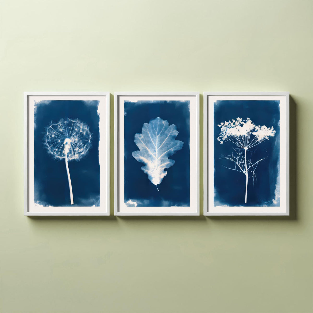 Cyanotype Botanical Set of Three Art Prints - Dandelion Clock, Oak Leaf, Cow Parsley - Blue Hedgerow Poster Illustration V2