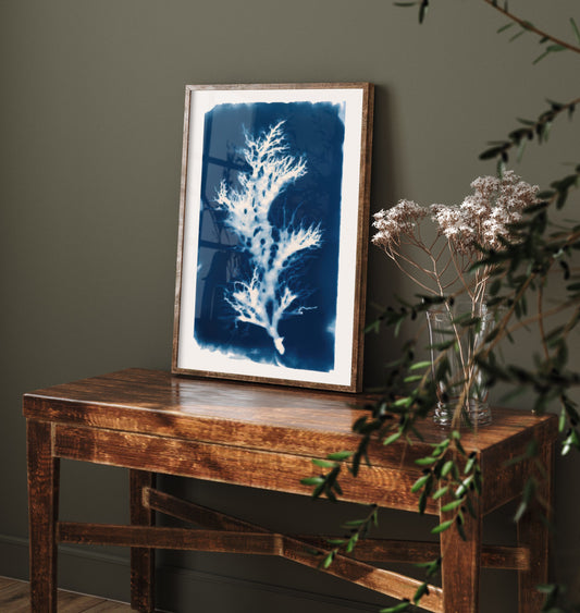Seaweed Art Print - Prussian Blue Cyanotype Style Poster - Coastal Algae Botanical Illustration V1 2/3