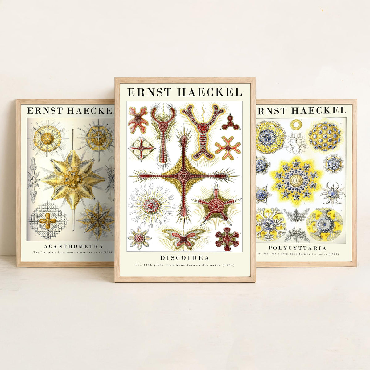 Ernst Haeckel Set of Three Gallery Art Prints - 3 Radiolarian Plankton Microscopic Sea Life Posters - Vintage Natural History Illustration