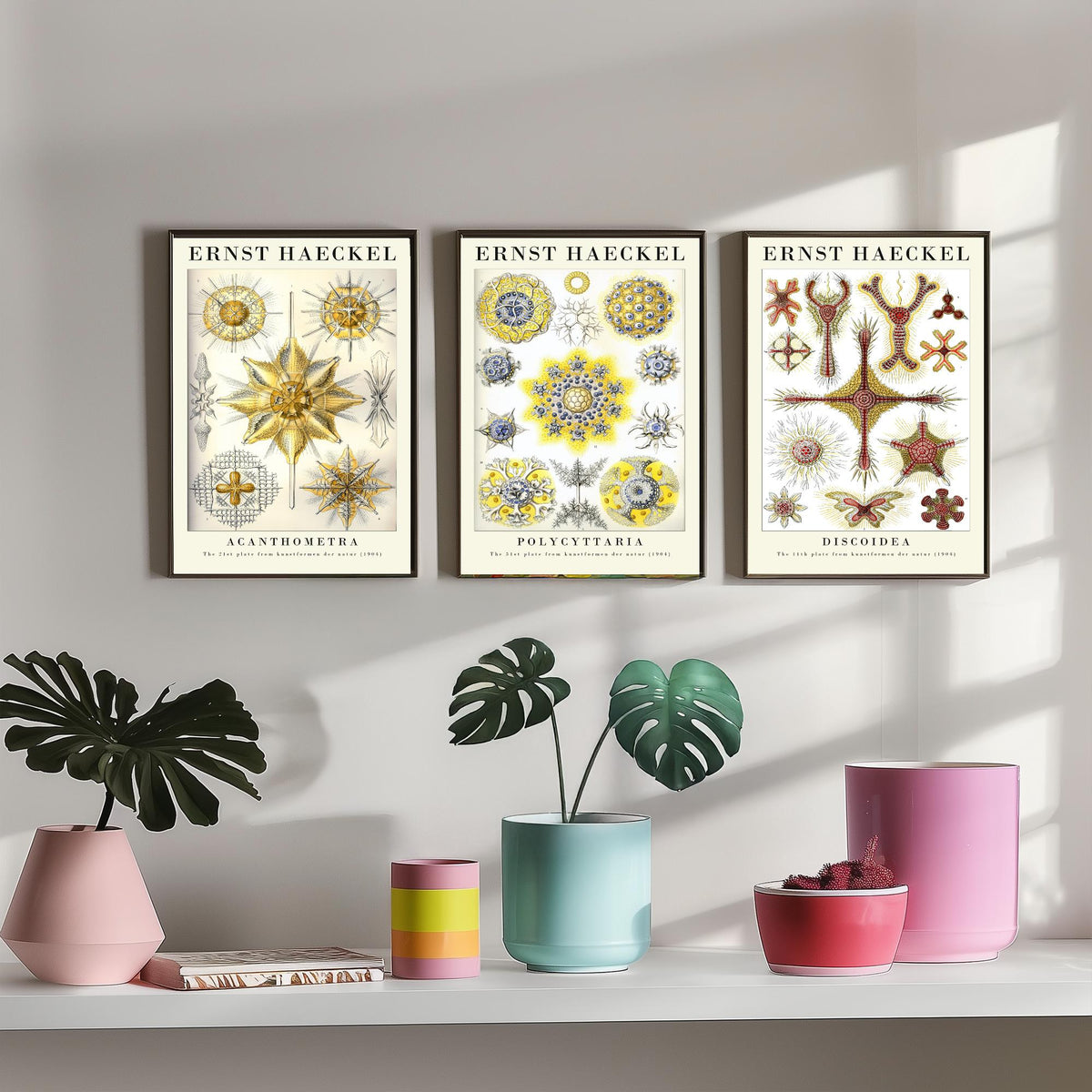 Ernst Haeckel Set of Three Gallery Art Prints - 3 Radiolarian Plankton Microscopic Sea Life Posters - Vintage Natural History Illustration